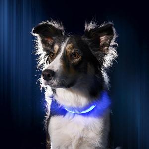 LED kutya nyakörv világító kutyanyakörv kék XL