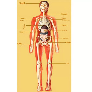 3D-s össze és szétszedhető csontváz játékfigura