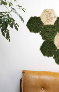 Hexagon tölgyfa kép - cickafarkfű