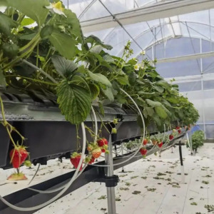 Geotextil, agrotextil, 70g/m2 1,6x50m fehér