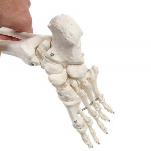 Anatómiai csontváz modell állvánnyal