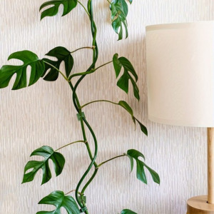 10 db kúszónövény-rögzítő öntapadós fali kapocs