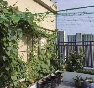 Növénytámasz háló 2x10m - Gardlov