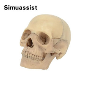 15 Db-os 4D összeszerelhető klasszikus koponya anatómiai modell
