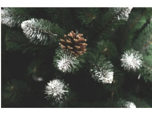 Ezüstfenyő fehér tobozzal - 220cm