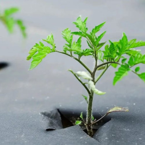 Geotextil, agrotextil fekete gyomgátló szőnyeg 90g/m2 1,6x50m