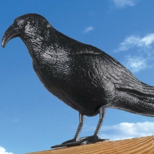 Galambriasztó varjú